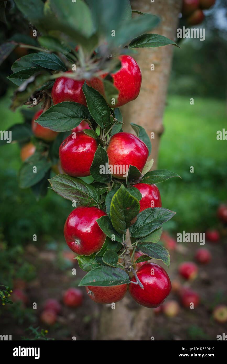 Cider Apples in a Cider Apple Orchard in Somerset Stock Photo Alamy