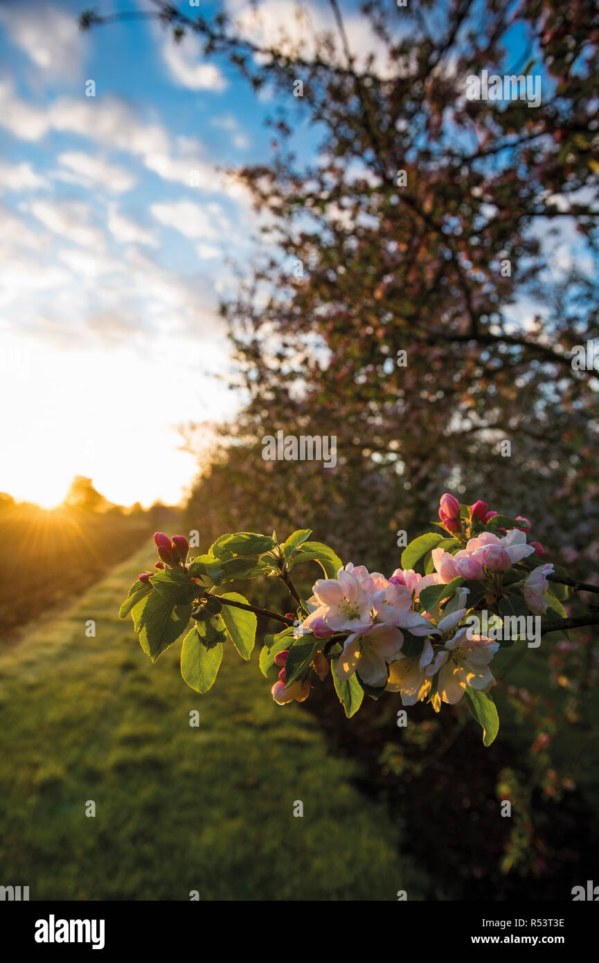 English apple orchard sunny hi-res stock photography and images - Alamy
