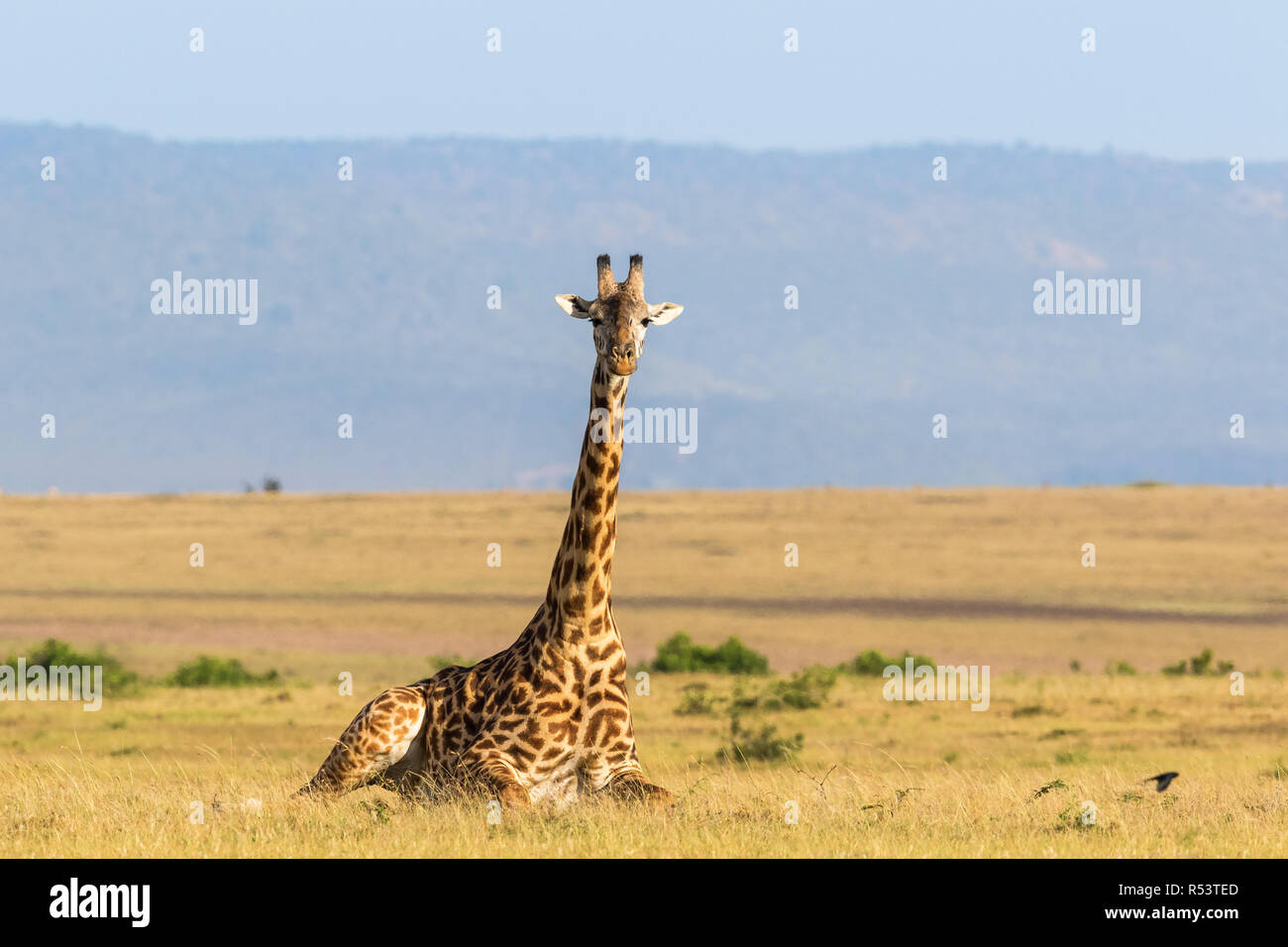 Giraffe lying down on the savanna landscape in Masai Mara Stock Photo