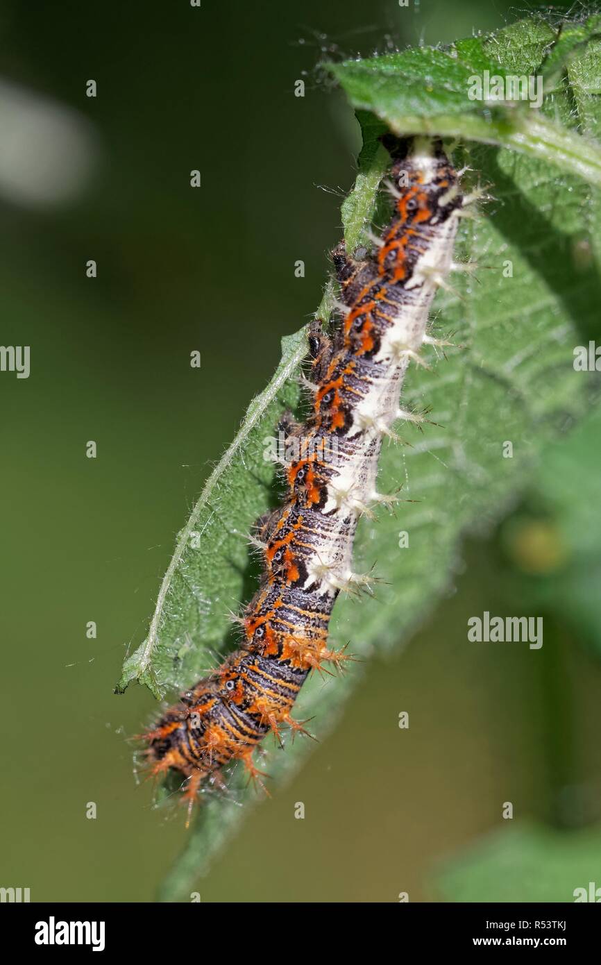 caterpillar of the c-falters Stock Photo