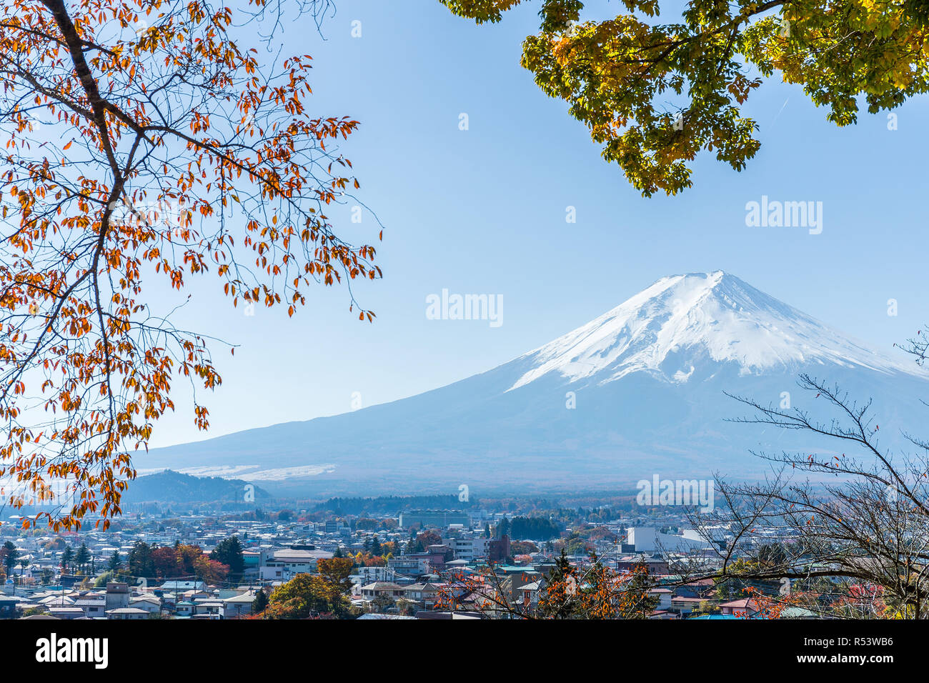 Mountain fuji and maple tree Stock Photo - Alamy