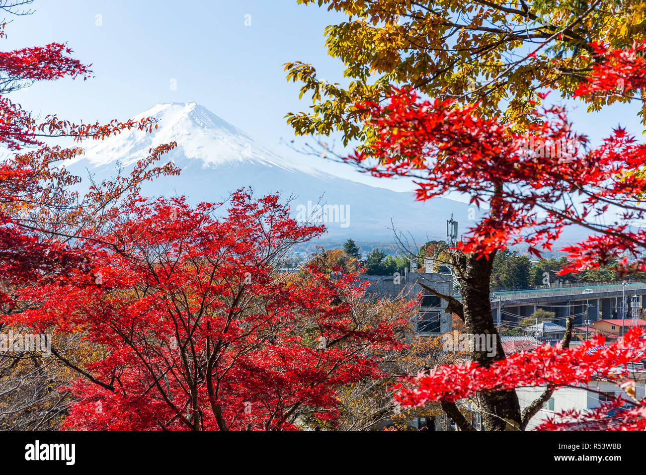 Mountain Fuji and maple tree Stock Photo - Alamy