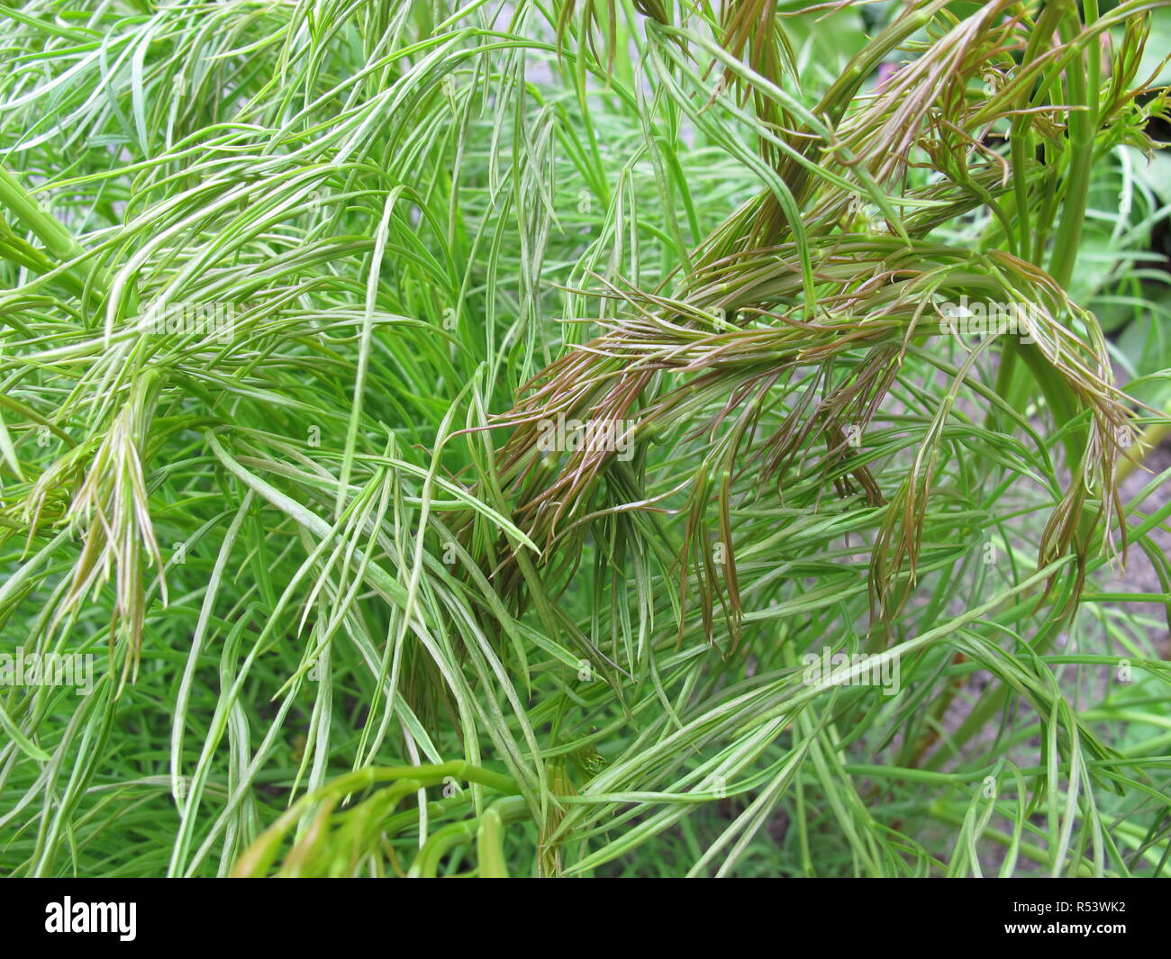 real hair strand,peucedanum officinale Stock Photo