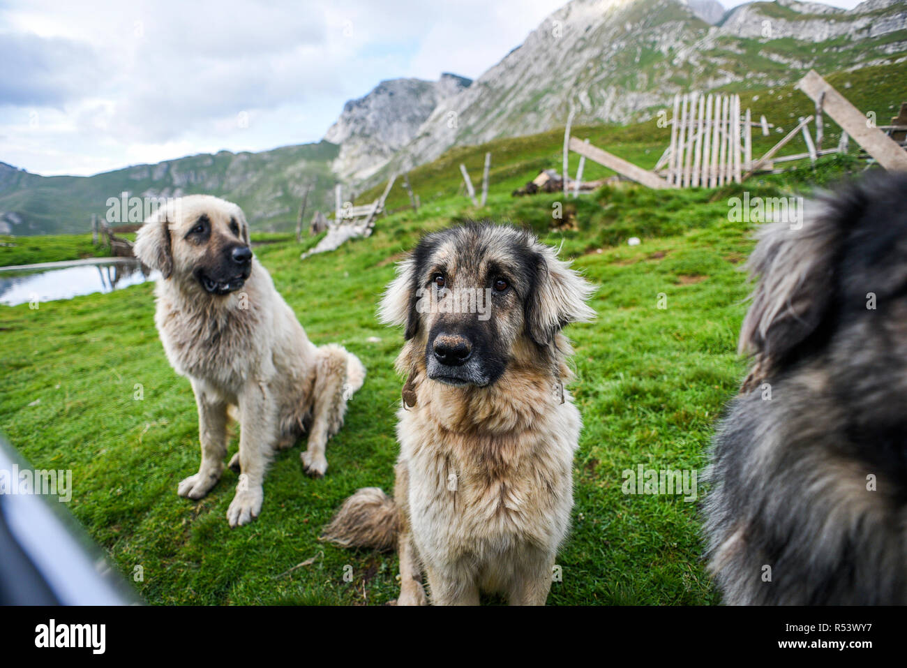Shepherd dogs in the Durmitor Mountains in Montenegro. Stock Photo