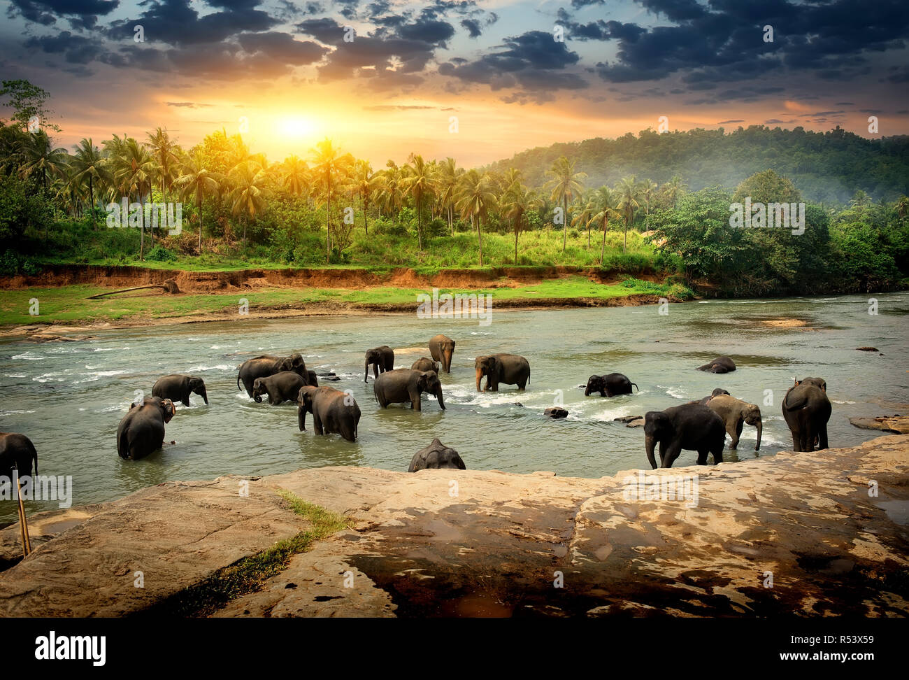 Elephants in jungle Stock Photo Alamy