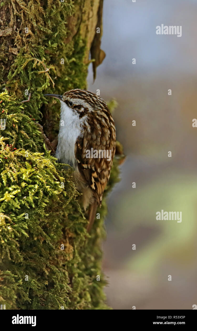 garden creeper certhia brachydactyla in moss at tree Stock Photo Alamy