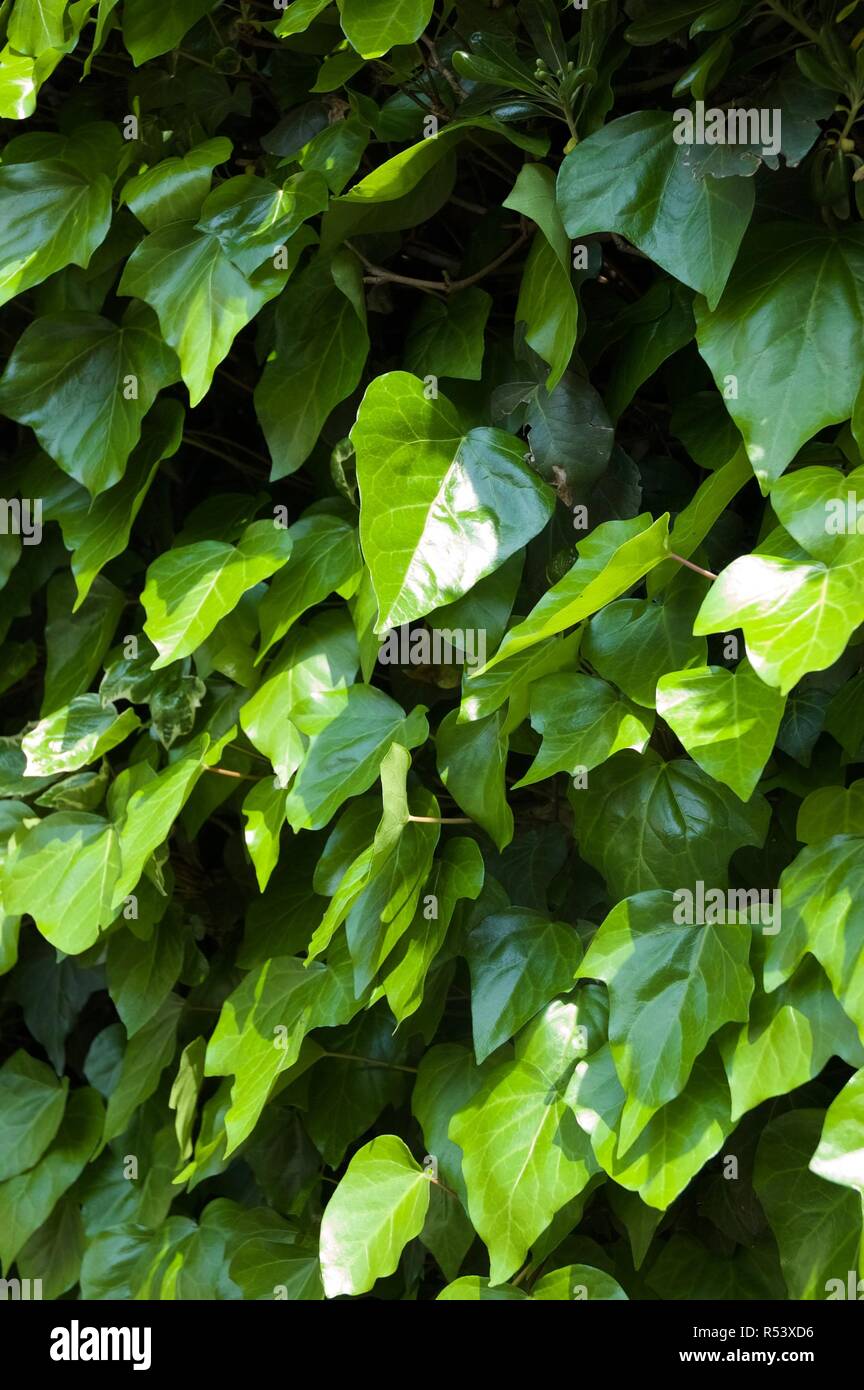 Ivy (3rd) Stock Photo