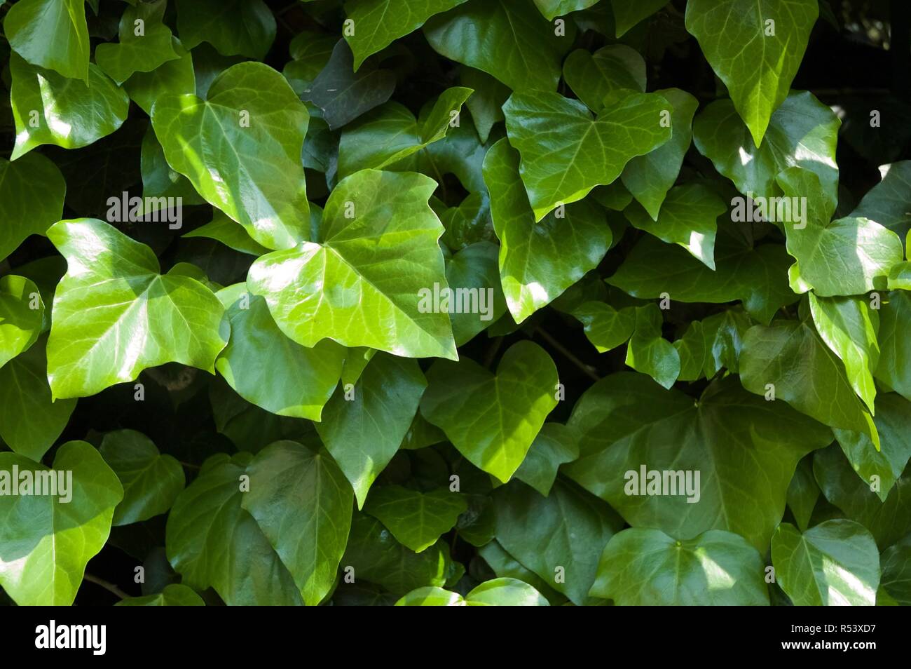 Ivy (2nd) Stock Photo