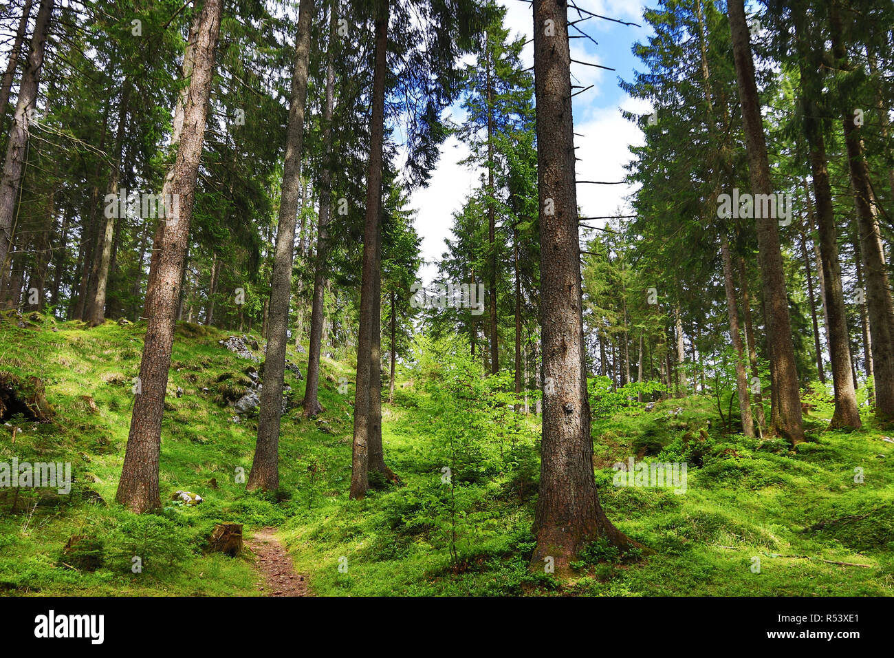 a green healthy forest in the mountains Stock Photo