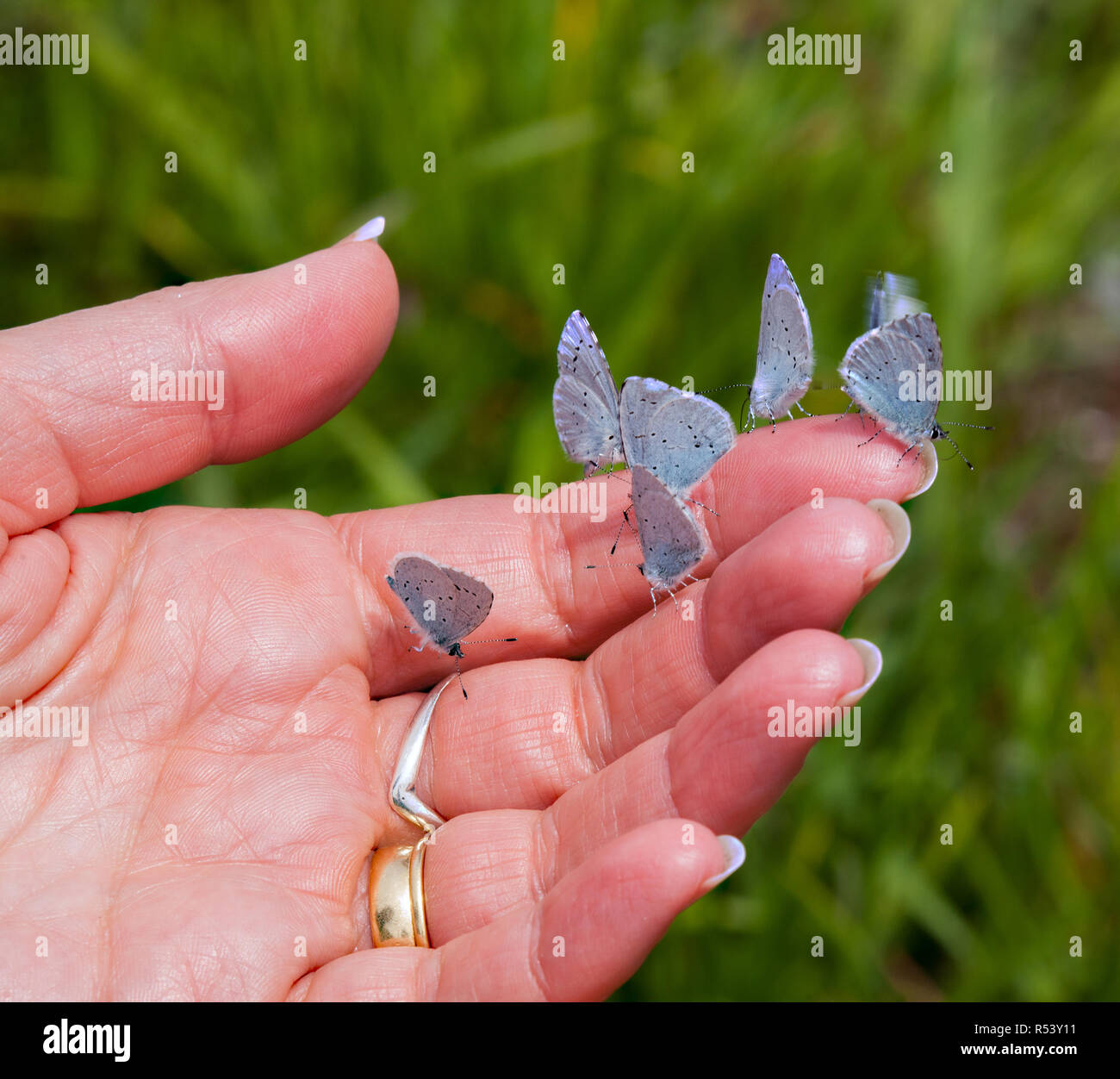 Woman person with many lots of Blue butterflies on their her hand taking salts and nutrients from the sweaty skin Stock Photo