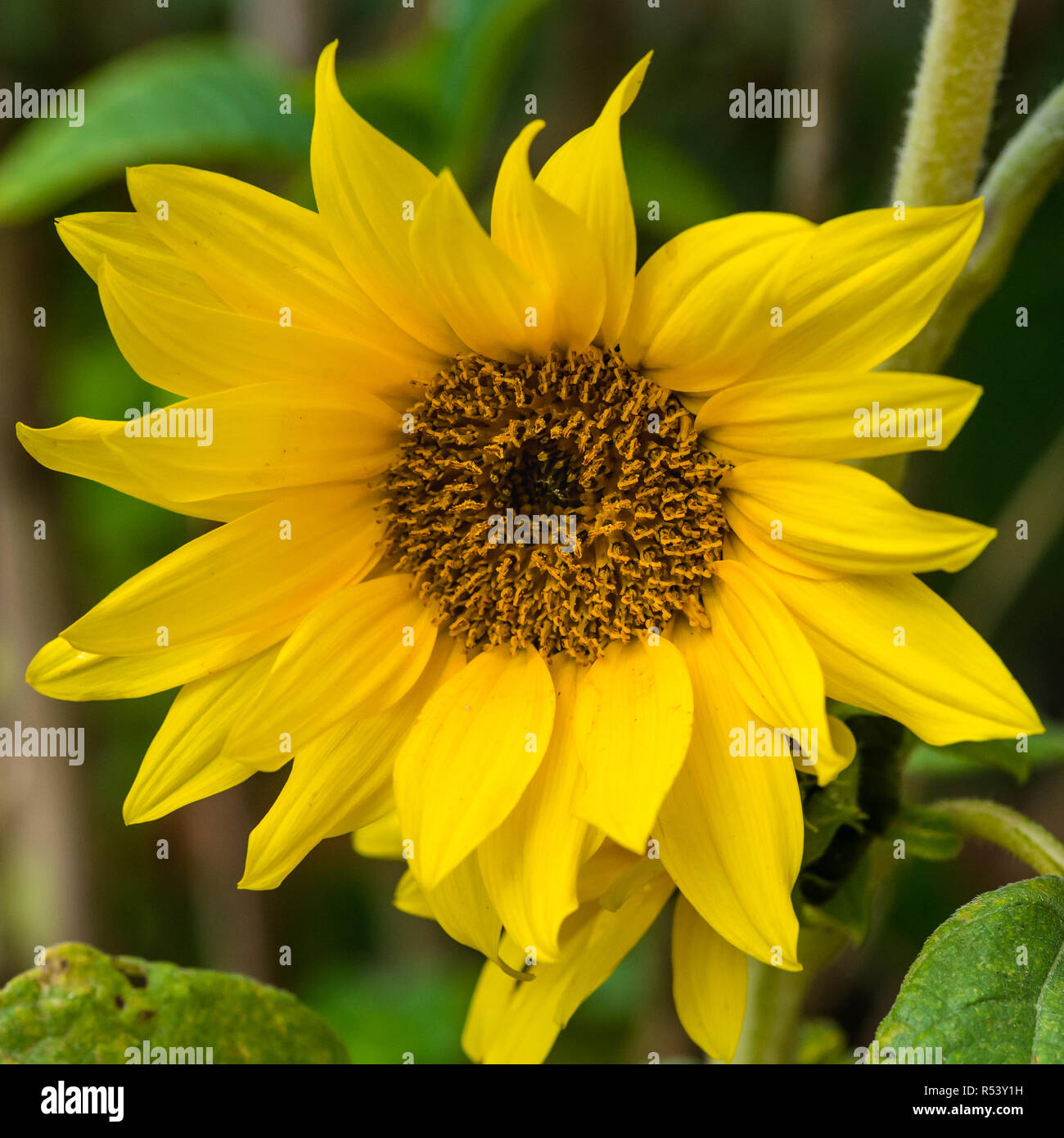 Dwarf yellow spray hires stock photography and images Alamy