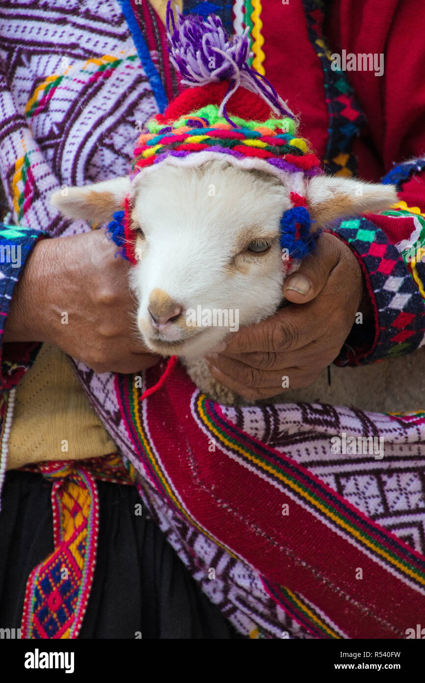 Baby animal in Peru Stock Photo