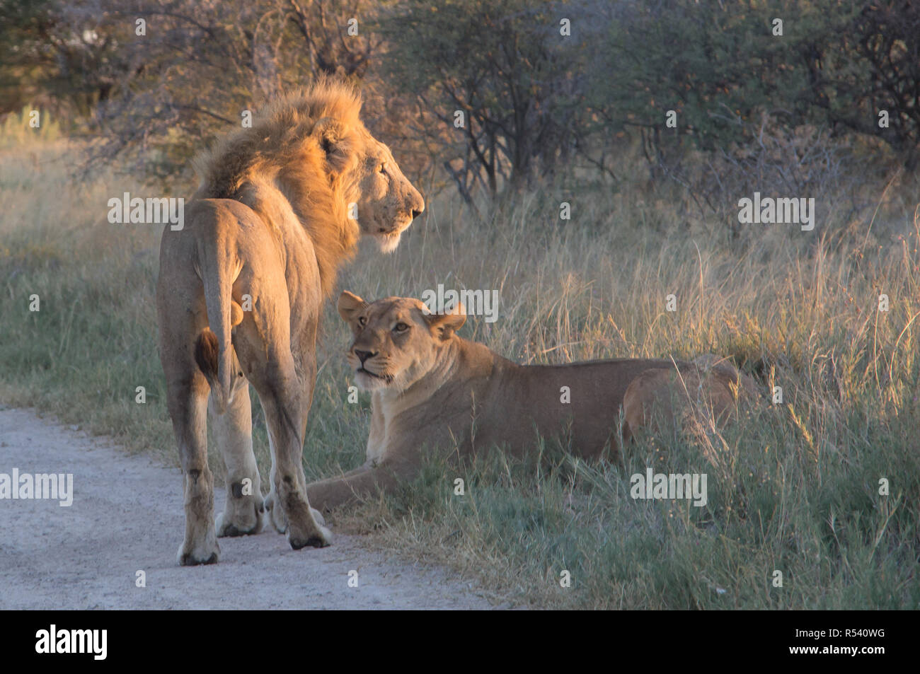African male lion coalition hi-res stock photography and images - Alamy
