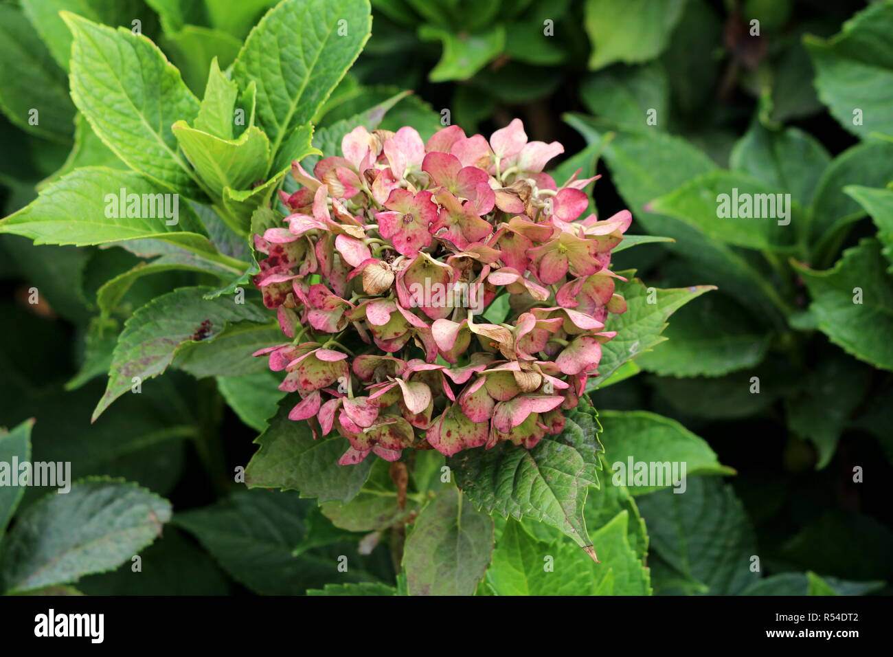 Hydrangea or Hortensia garden shrub with bunch of light pink flowers ...