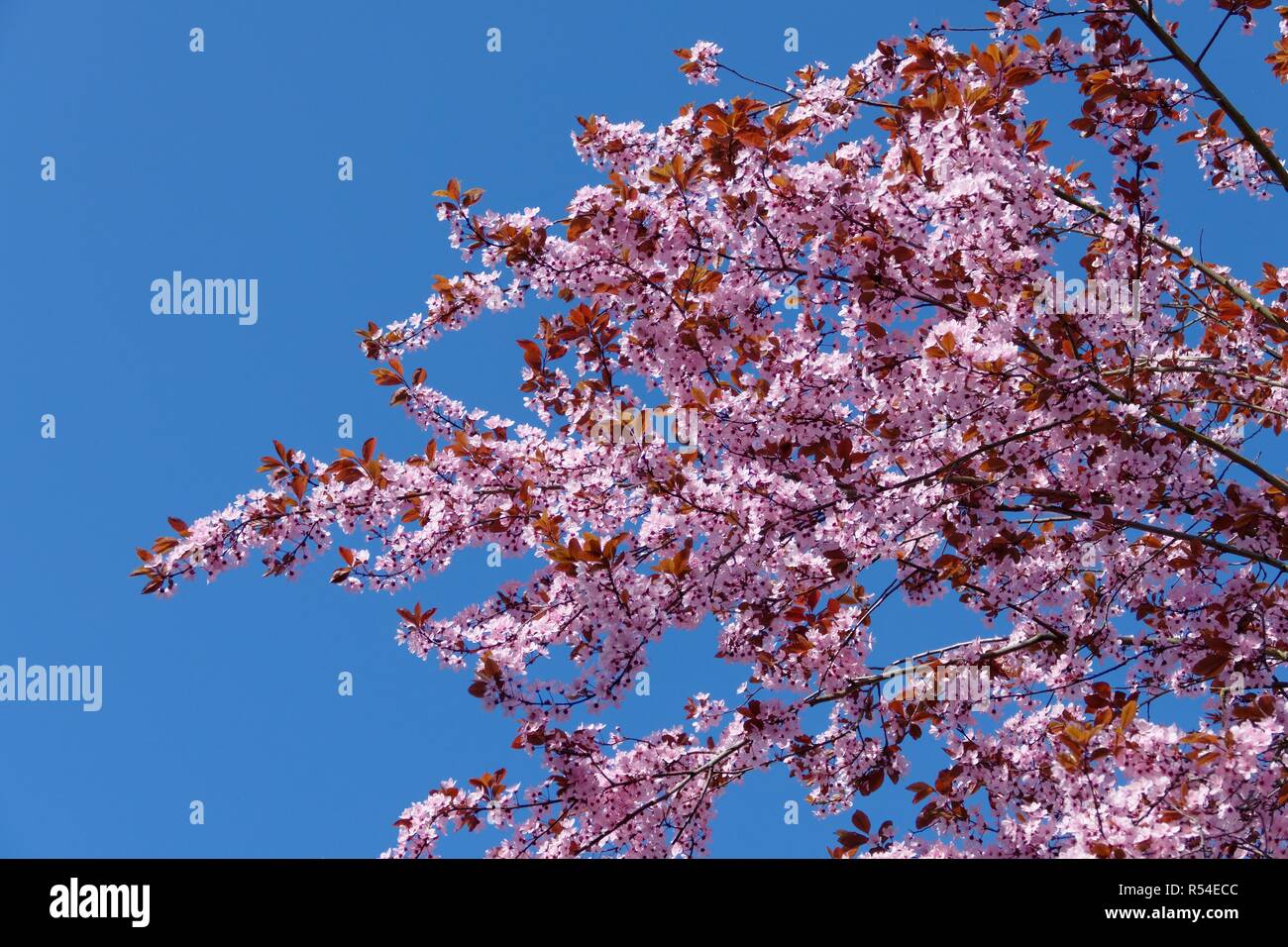 Blutpflaume hi-res stock photography Alamy - and images