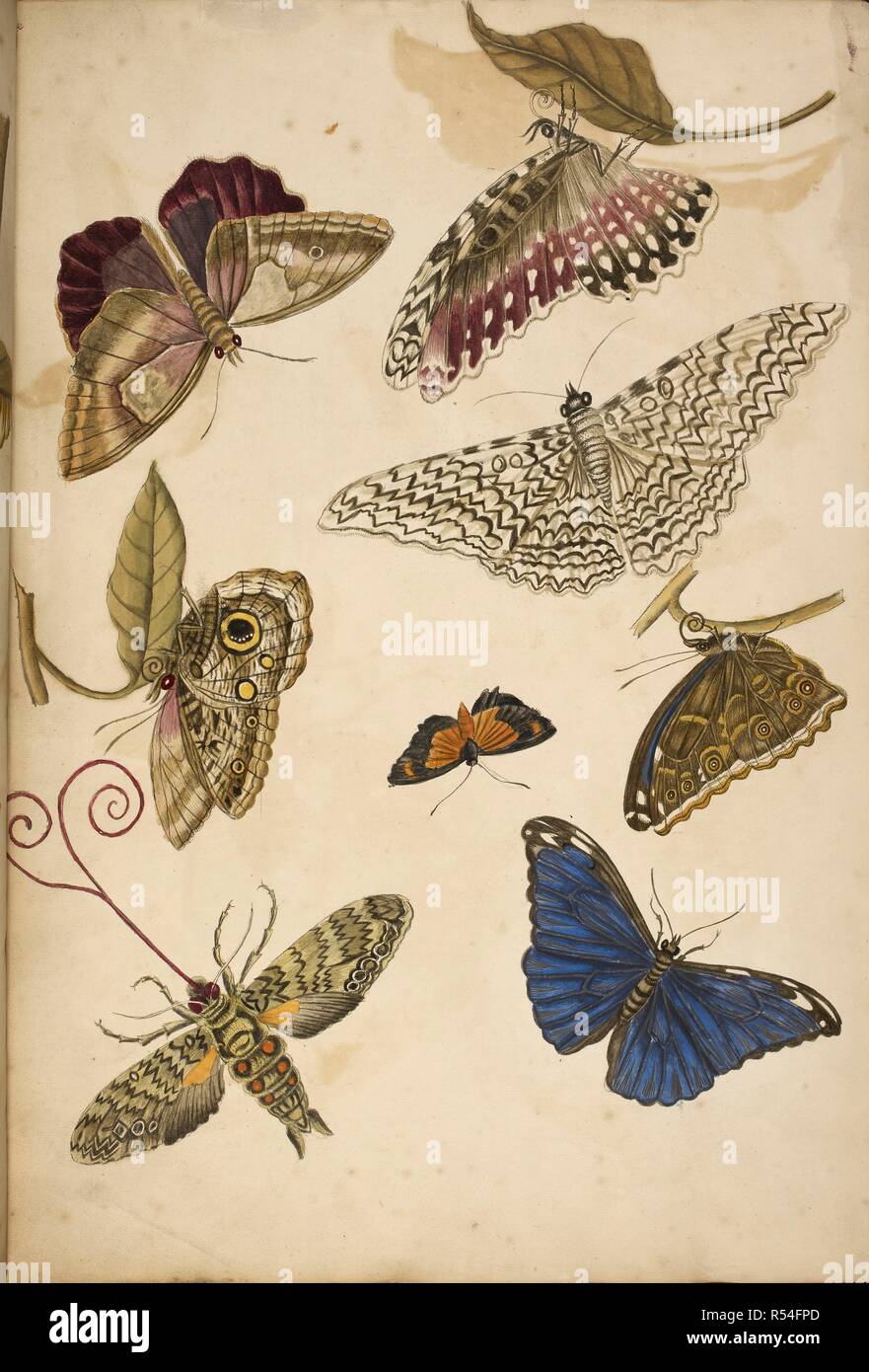 Moths and butterfiles. Metamorphosis insectorum Surinamensium, of te verandering der Surinaamsche insecten, waar in de Surinaamsche Rupen en en met alle des zelfs veranderingen na het leven en beschreeven worden,