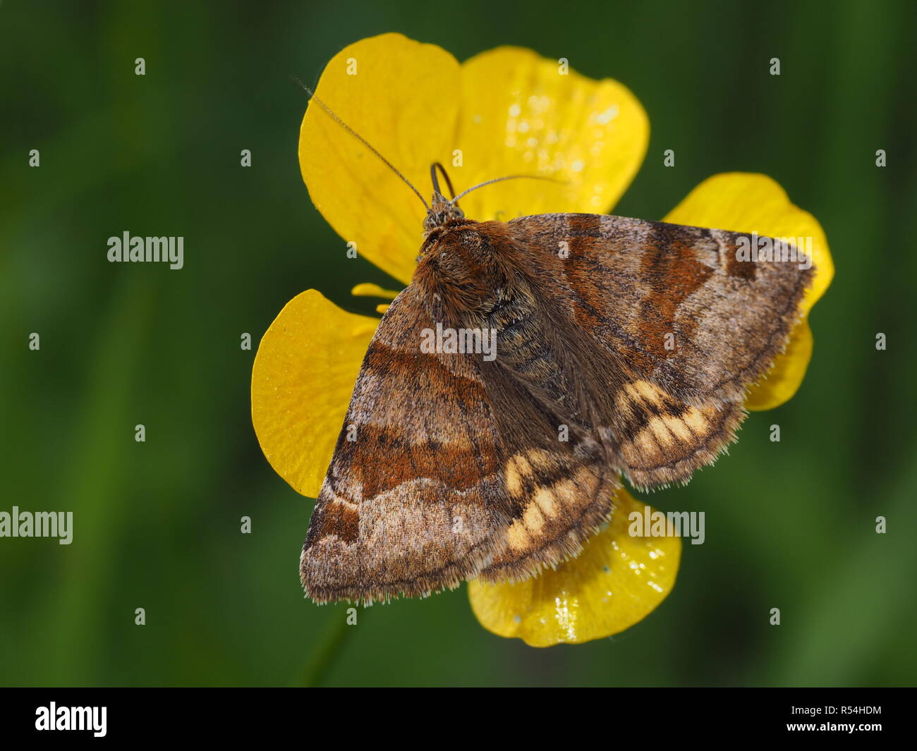 brown day owl Stock Photo