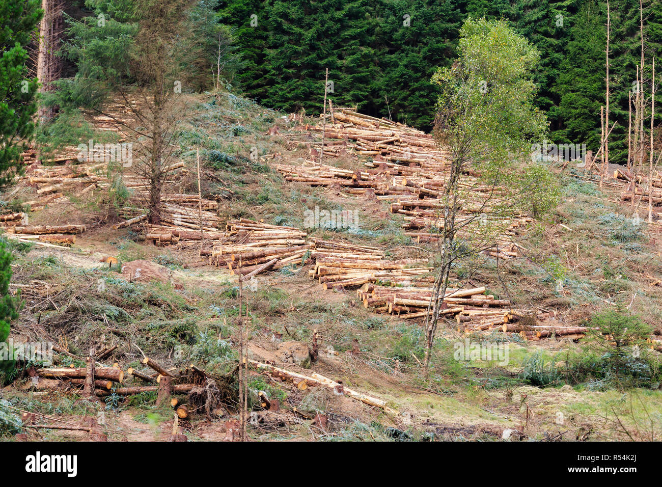 felled fir trees at the edge of a Scottish forest Stock Photo