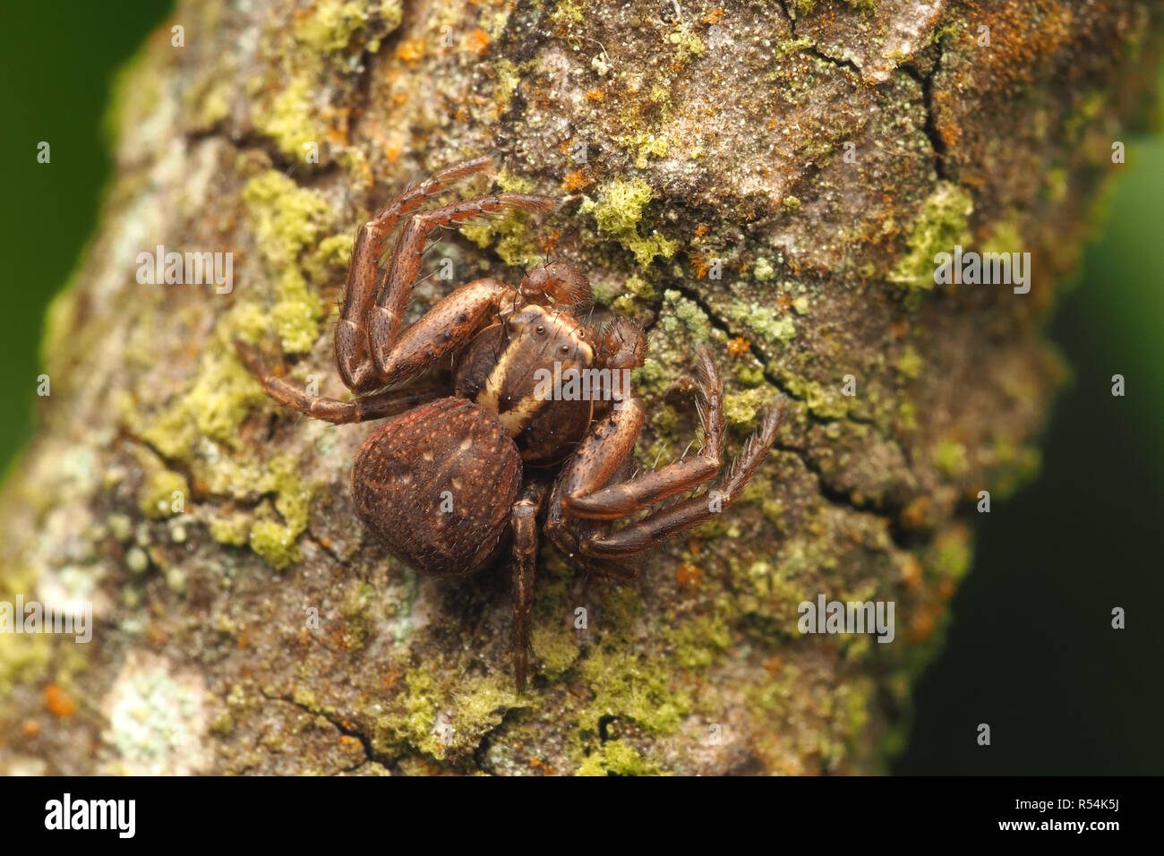 Male Xysticus sp Crab Spider resting on branch of tree. Tipperary, Ireland Stock Photo