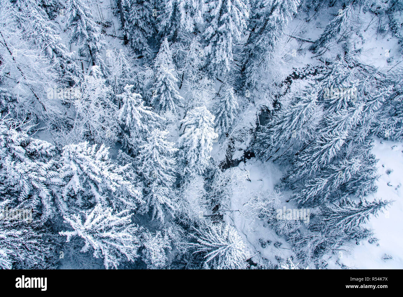 View of snow covered pine forest in Switzerland, Europe Stock Photo - Alamy