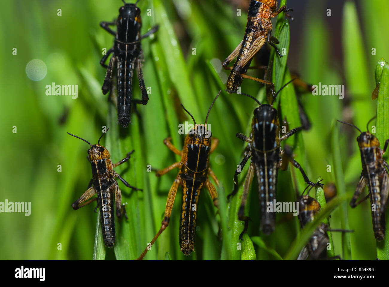 migratory grasshoppers in the grass Stock Photo