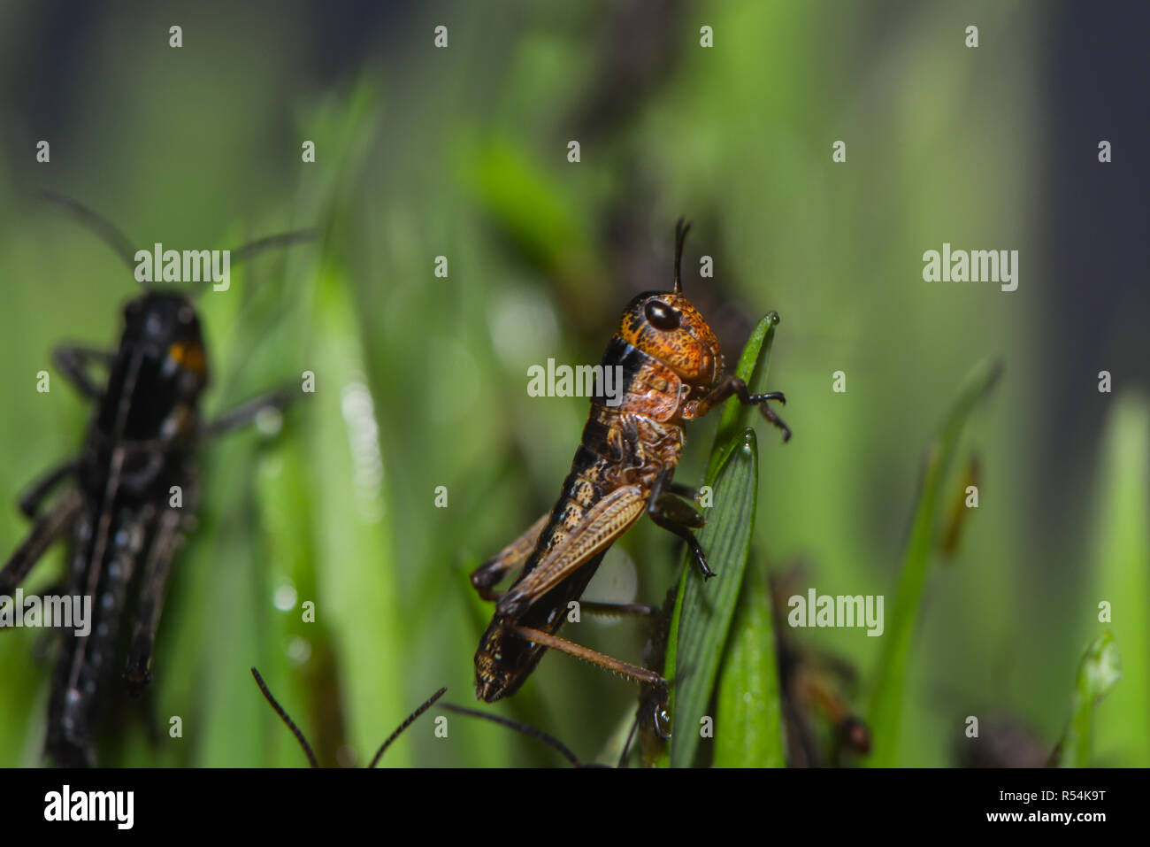 grasshoppers in the grass Stock Photo