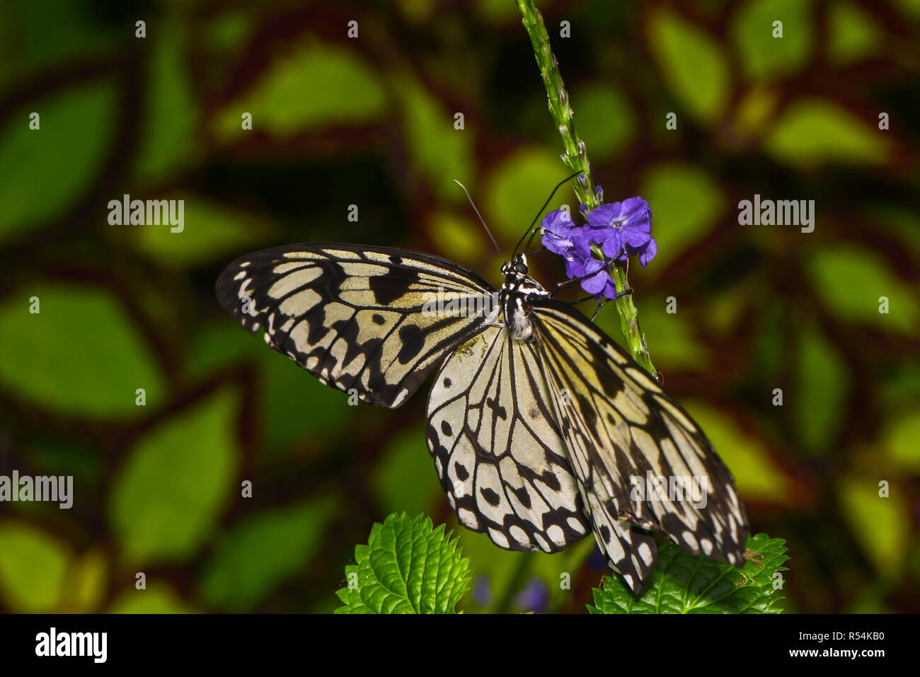 white tree nymph Stock Photo Alamy