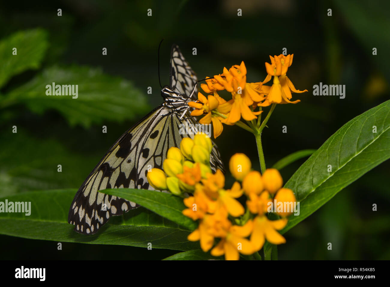 white tree nymph Stock Photo Alamy