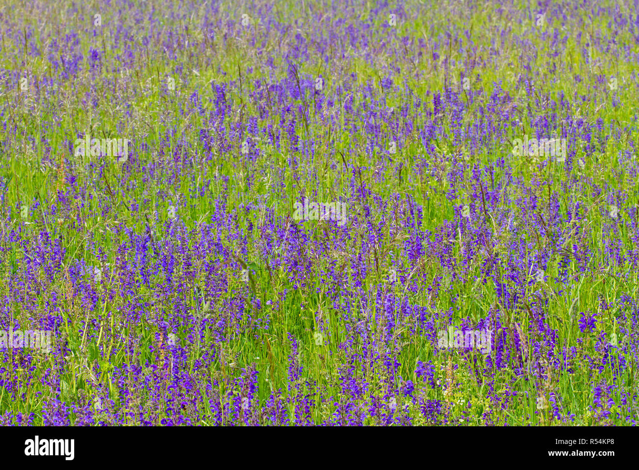 mass of meadow sage Stock Photo