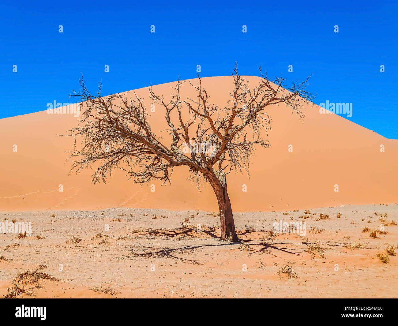 tree in the desert Stock Photo