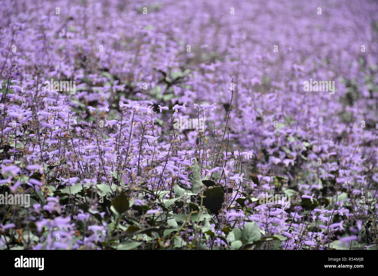 Plectranthus mona purple hi-res stock photography and images - Alamy
