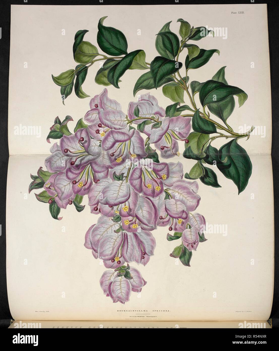 BougainvillÃ¦a Speciosa. The Illustrated Bouquet, consisting of figures, with descriptions of new flowers. London, 1857-64. Source: 1823.c.13 plate 63. Author: Henderson, Edward George. Sowerby, Miss. Stock Photo