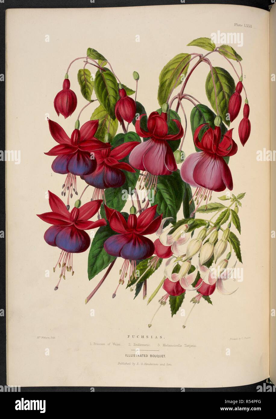 New Fuchsias. Fuchsias. 1. Princess of Wales; 2. Emblematic; 3. Madamoiselle [sic] Tietjens. The Illustrated Bouquet, consisting of figures, with descriptions of new flowers. London, 1857-64. Source: 1823.c.13 plate 72. Author: Henderson, Edward George. Withers, Mrs. Stock Photo