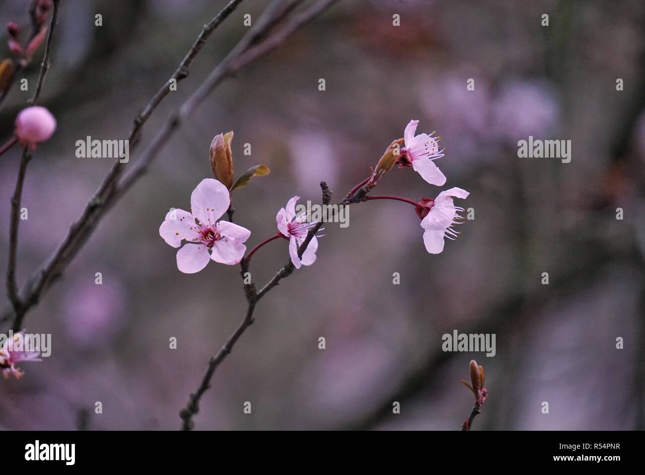 the pink flowers in the garden Stock Photo - Alamy