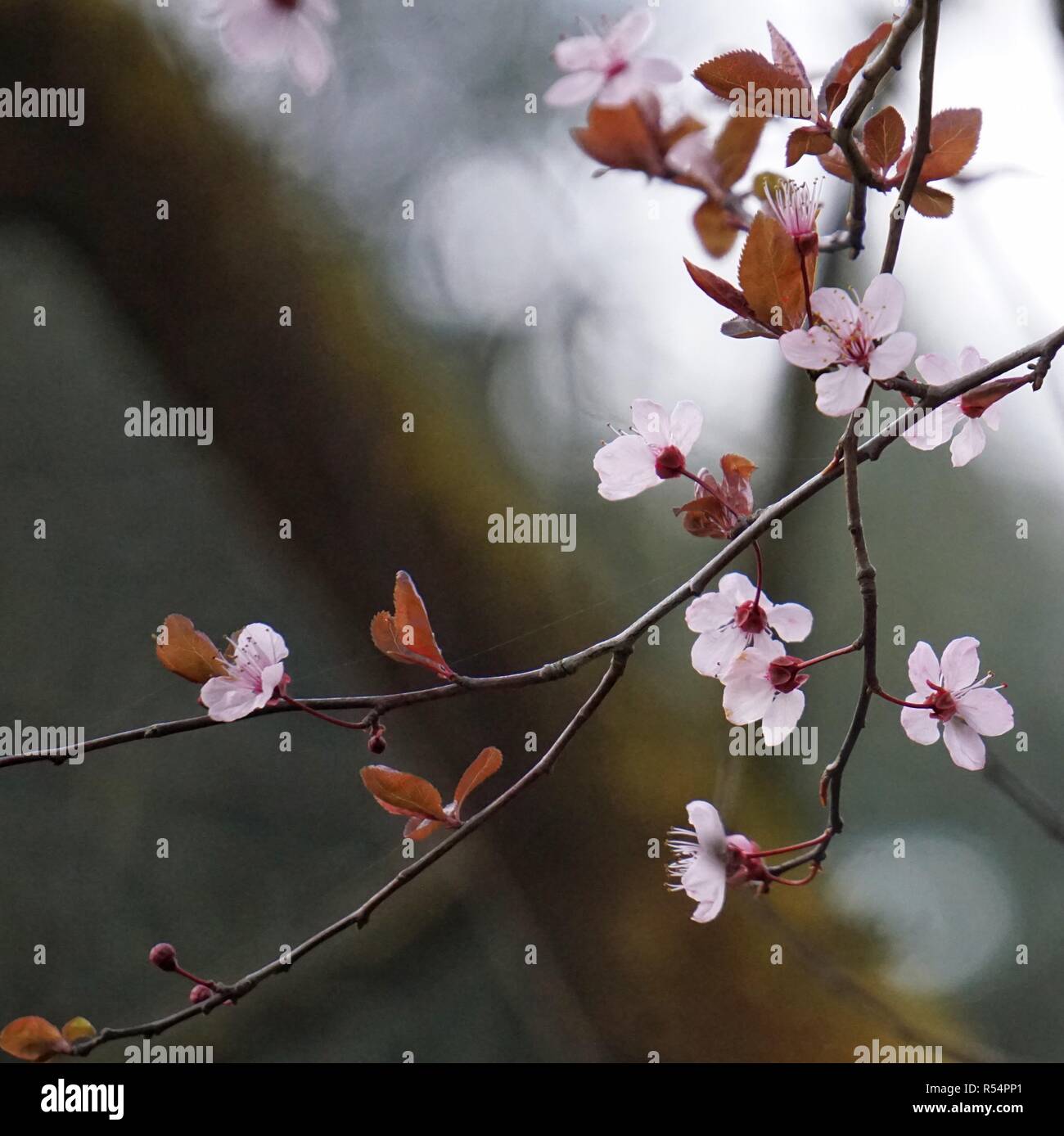 the pink flowers in the garden Stock Photo - Alamy
