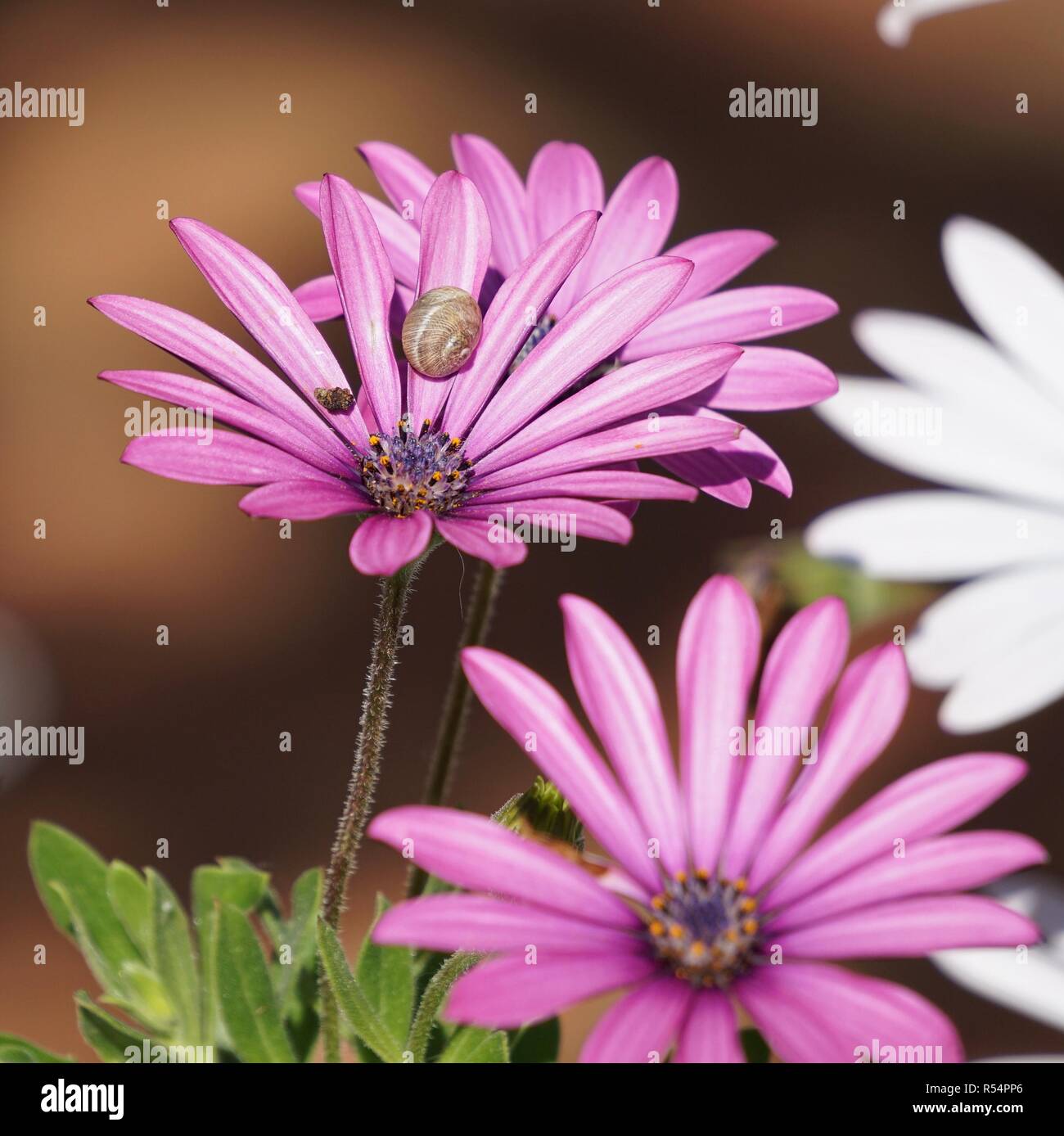 the pink flowers in the garden Stock Photo - Alamy
