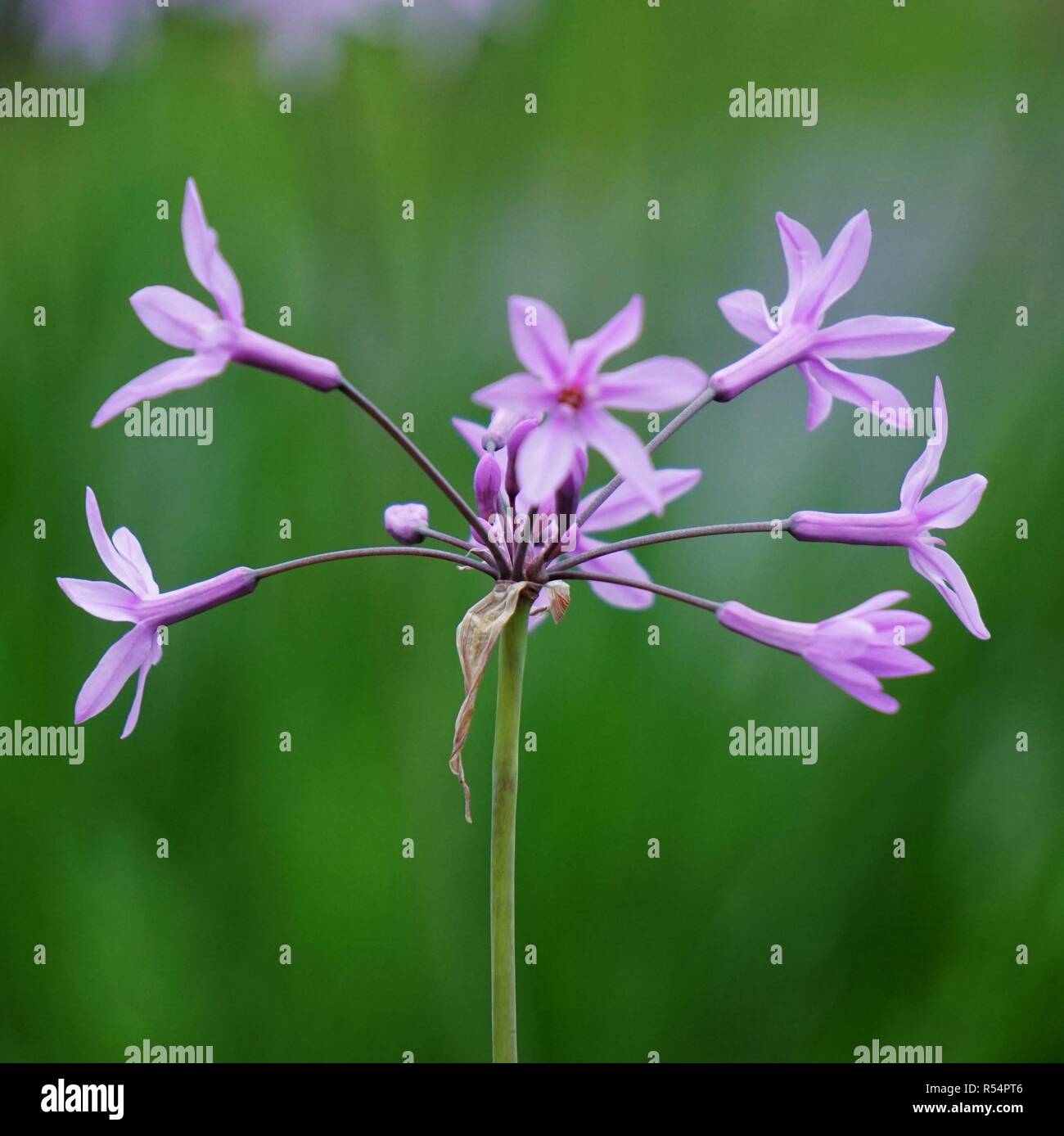 the pink flowers in the garden Stock Photo - Alamy