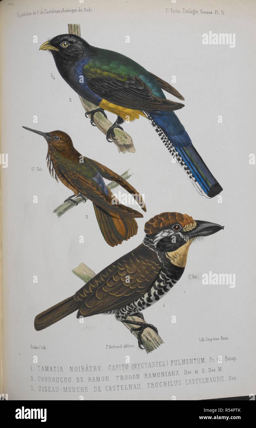 1. Tamatia Noiratre Capito (Nyctastes) Pulmentum. 2. Couroucou de Ramon. Trogon Ramoniana. 3. Oiseau-Mouche de Castelnau. Trochilus Catelnaudii. Animaux nouveaux ou rares recueillis pendant l'ExpeÌdition dans les parties centrales de l'AmeÌrique du Sud ... Oiseaux, par M. Å’illet des Murs. In: In : ExpeÌdition dans les parties centrales de l'AmeÌrique du Sud, etc. Paris, 1850-59. Source: 1295.i.1 vol.1 plate 11. Language: French. Author: Laporte, Francis L. de, Count de Casteinau. Stock Photo