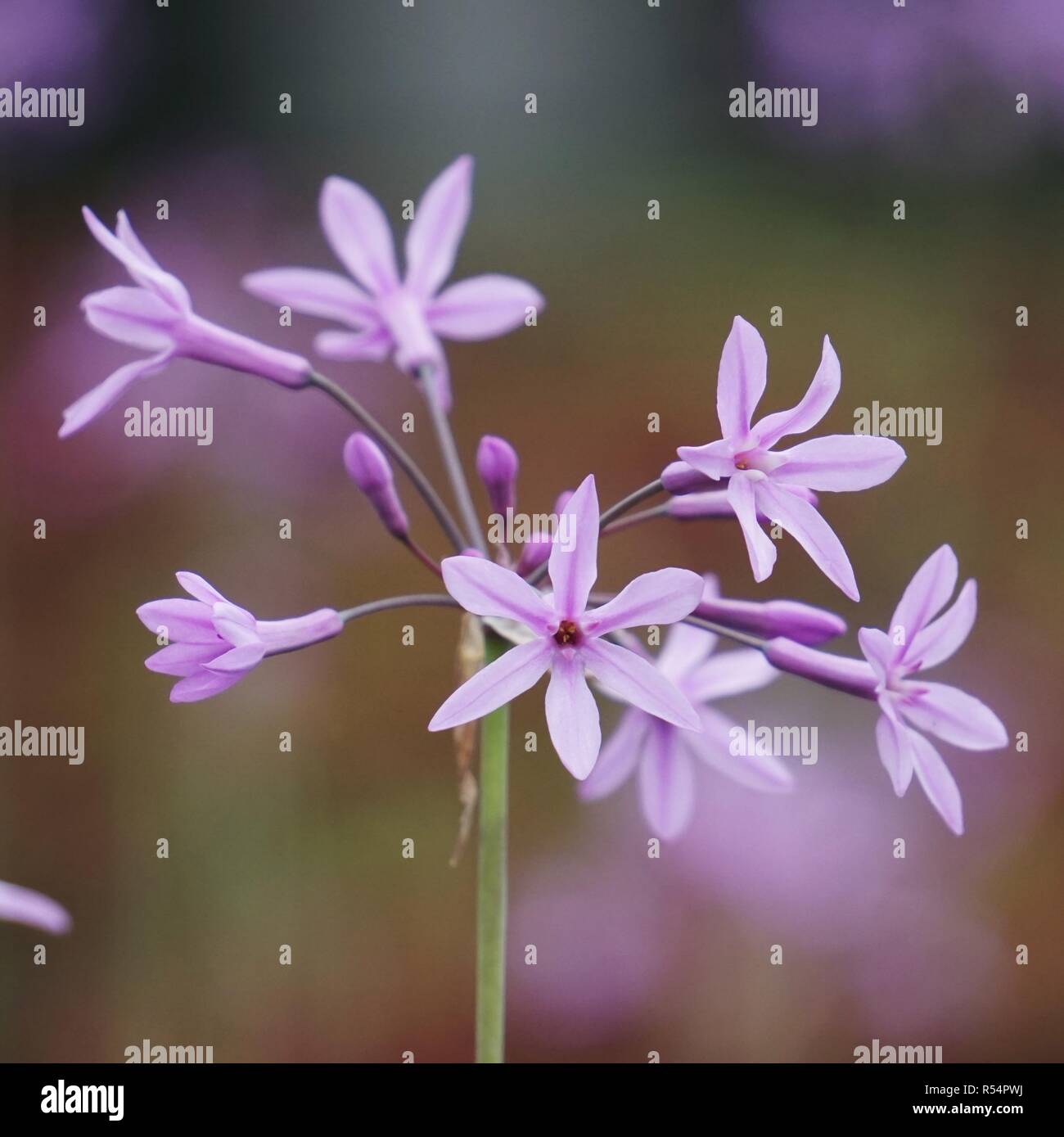 the pink flowers in the garden Stock Photo - Alamy