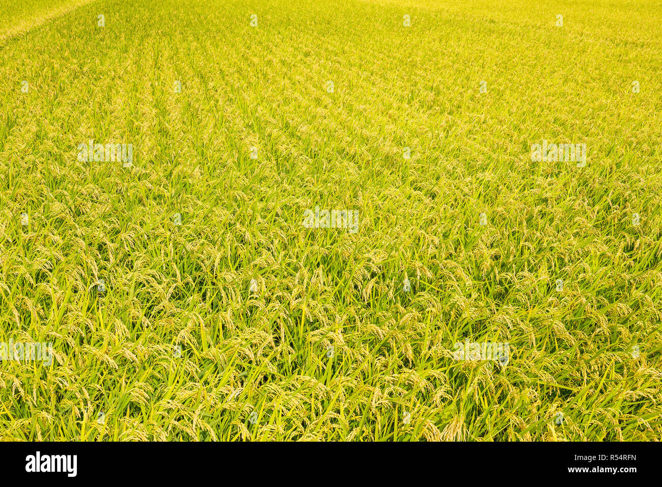 Green Rice Pod Idyllic bright green rice plantation hi-res stock photography and ...