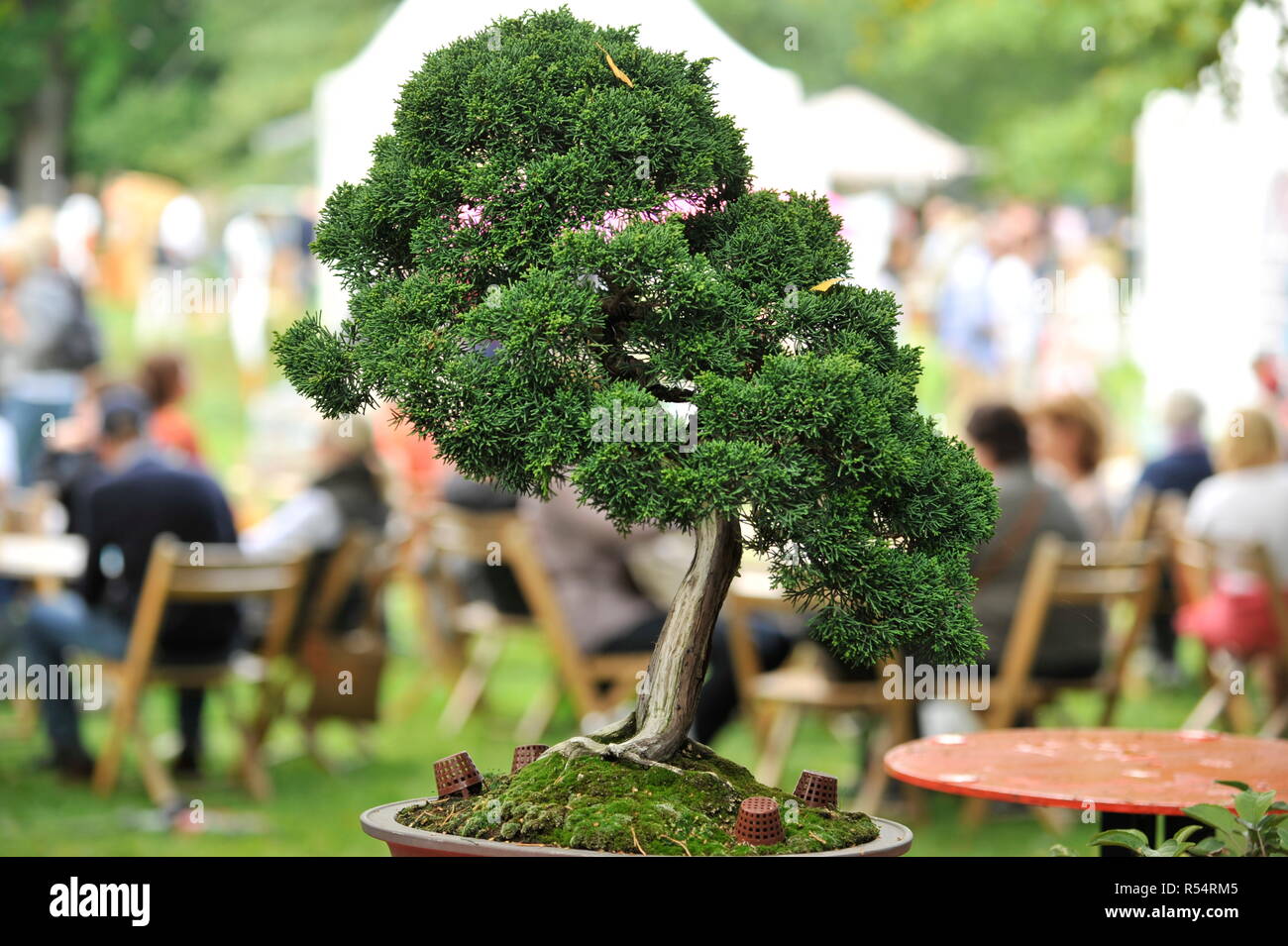 Evergreen Country Look In Herrenhausen Gardens Hanover Germany