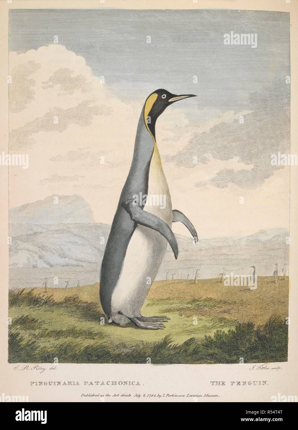 Pinguinaria Patachonica. The Penguin. Musei Leveriani explicatio, Anglica et Latina (containing select specimens from the museum of ... Sir A. Lever), etc. vol. 1, vol. 2, pp. 1-48. Impensis Jacobi Parkinson: [London,] 1792, 96. 1792. Source: 40.e.15 plate 147. Author: Ryley, Charles Reuben. SHAW GEORGE. Stock Photo