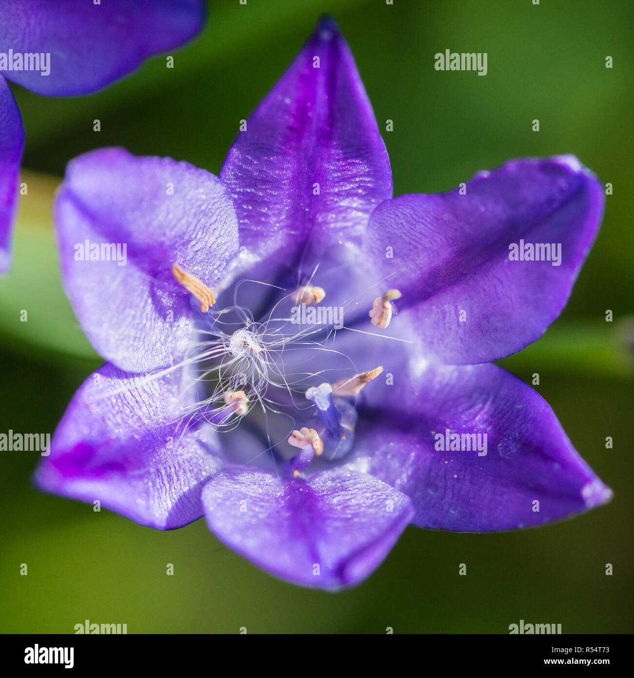 A macro shot of a blue triteleia laxa bloom with a trapped seed. Stock Photo