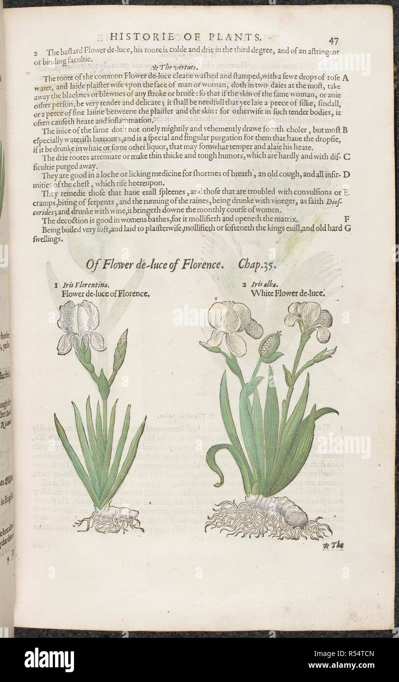 Flower De Luce Of Florence The Iris Flower Or Plant Botanical Drawing And Text Description The Herball Or Generall Historie Of Plantes London Iohn Norton 1597 Source 35 G 13 14 Page 47 Language English Author