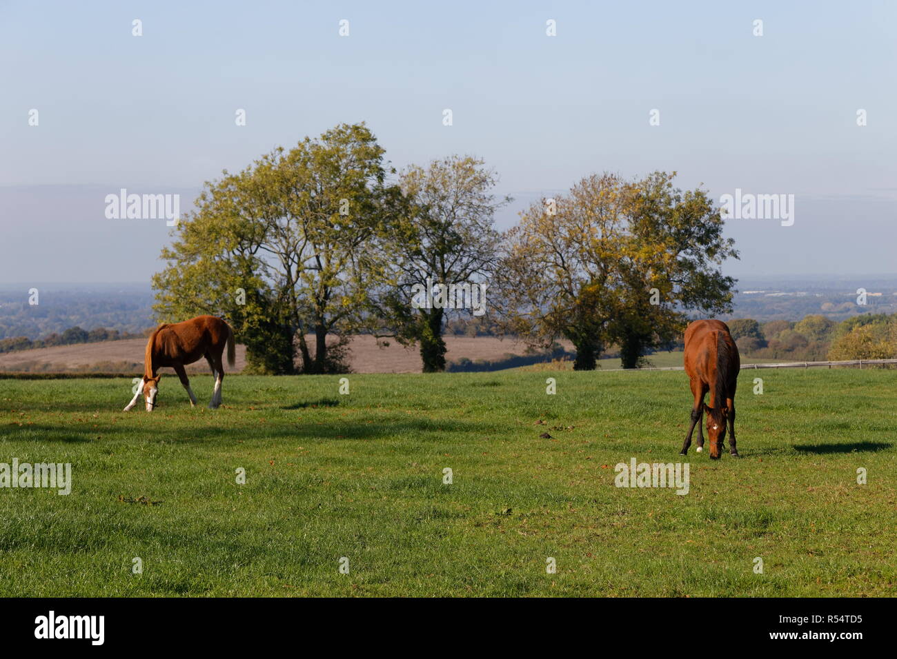 Grazing land paddocks hires stock photography and images Alamy