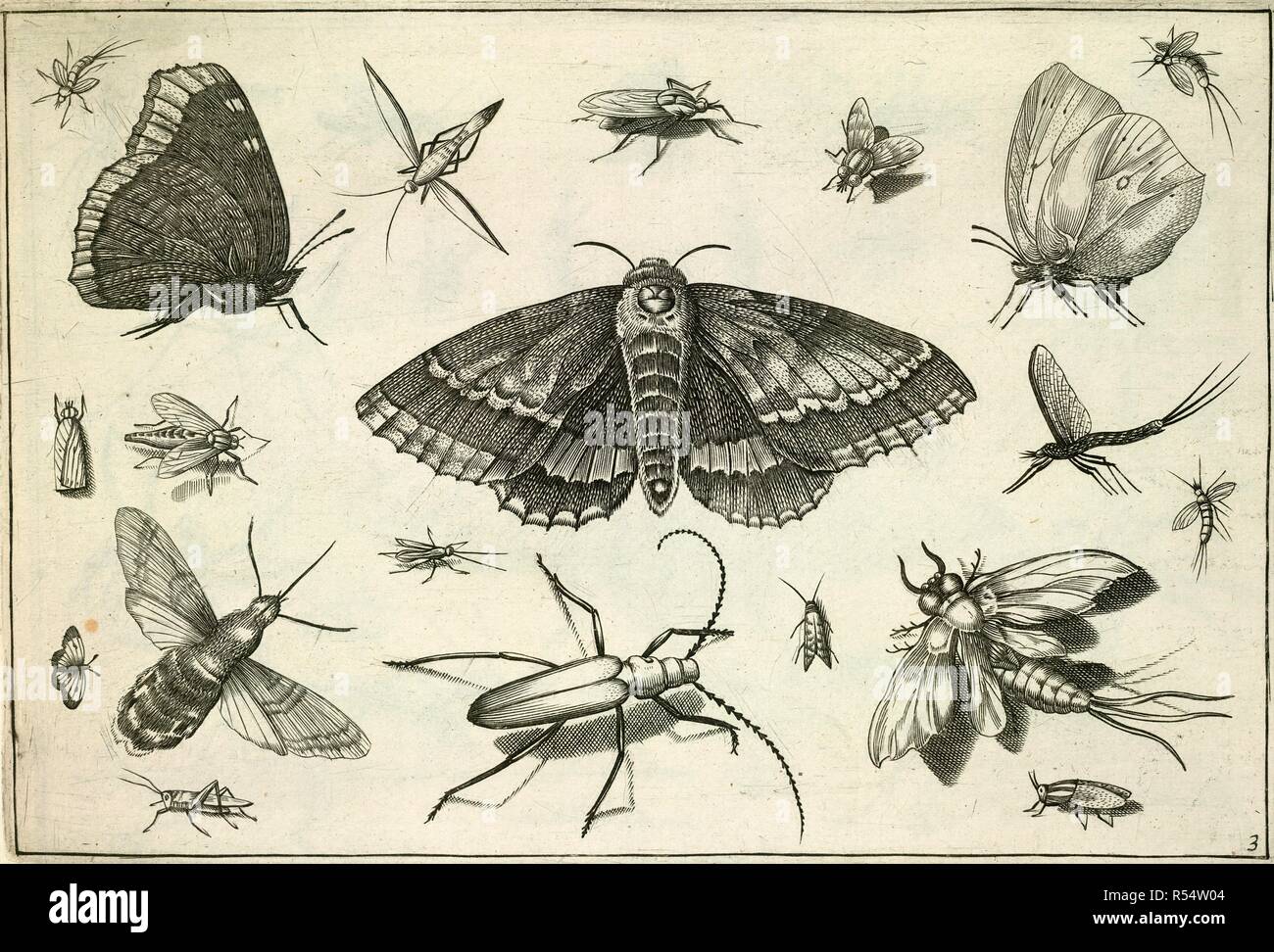 Insects. DiversÃ¦ insectarum volatilium icones ad vivum accu. Amsterdam, 1630. Various insects can be seen such as a moth, fly, grasshopper and butterfly.  Image taken from DiversÃ¦ insectarum volatilium icones ad vivum accuratissime depictÃ¦ per J. H., mandatÃ¦ a N. I. Visscher...  Originally published/produced in Amsterdam, 1630. . Source: C.175.m.32.(16), 3. Language: Dutch. Stock Photo