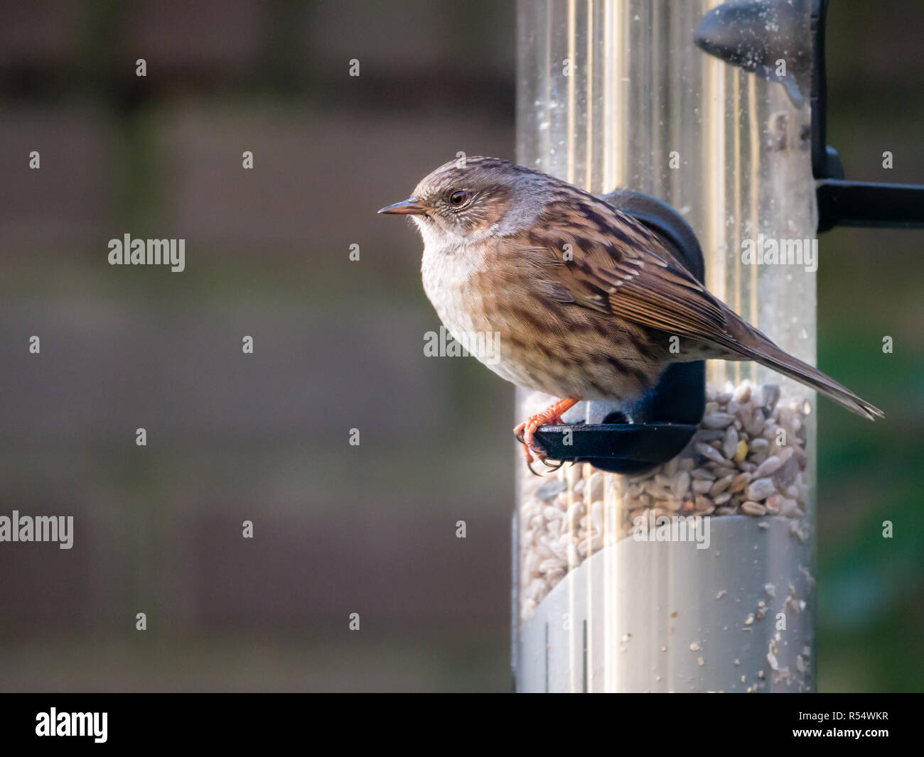 Adult dunnock, Prunella modularis, sitting and looking before eating from tube birdfeeder with seeds Stock Photo