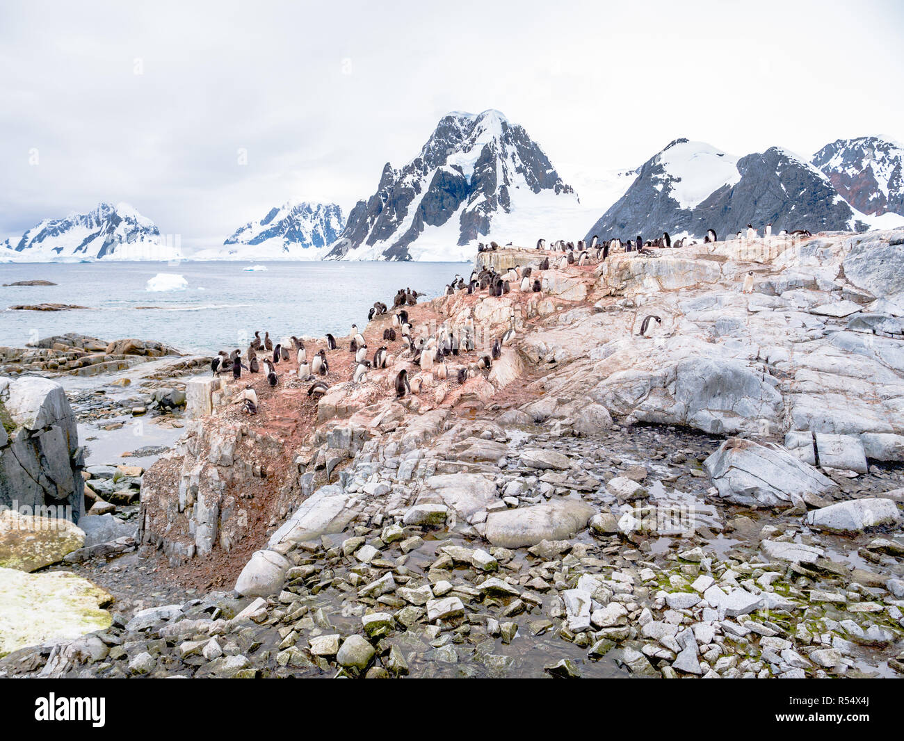 Chicks and adult Adelie penguins, Pygoscelis adeliae, and Antarctic shags on Petermann Island, Antarctic Peninsula, Antarctica Stock Photo