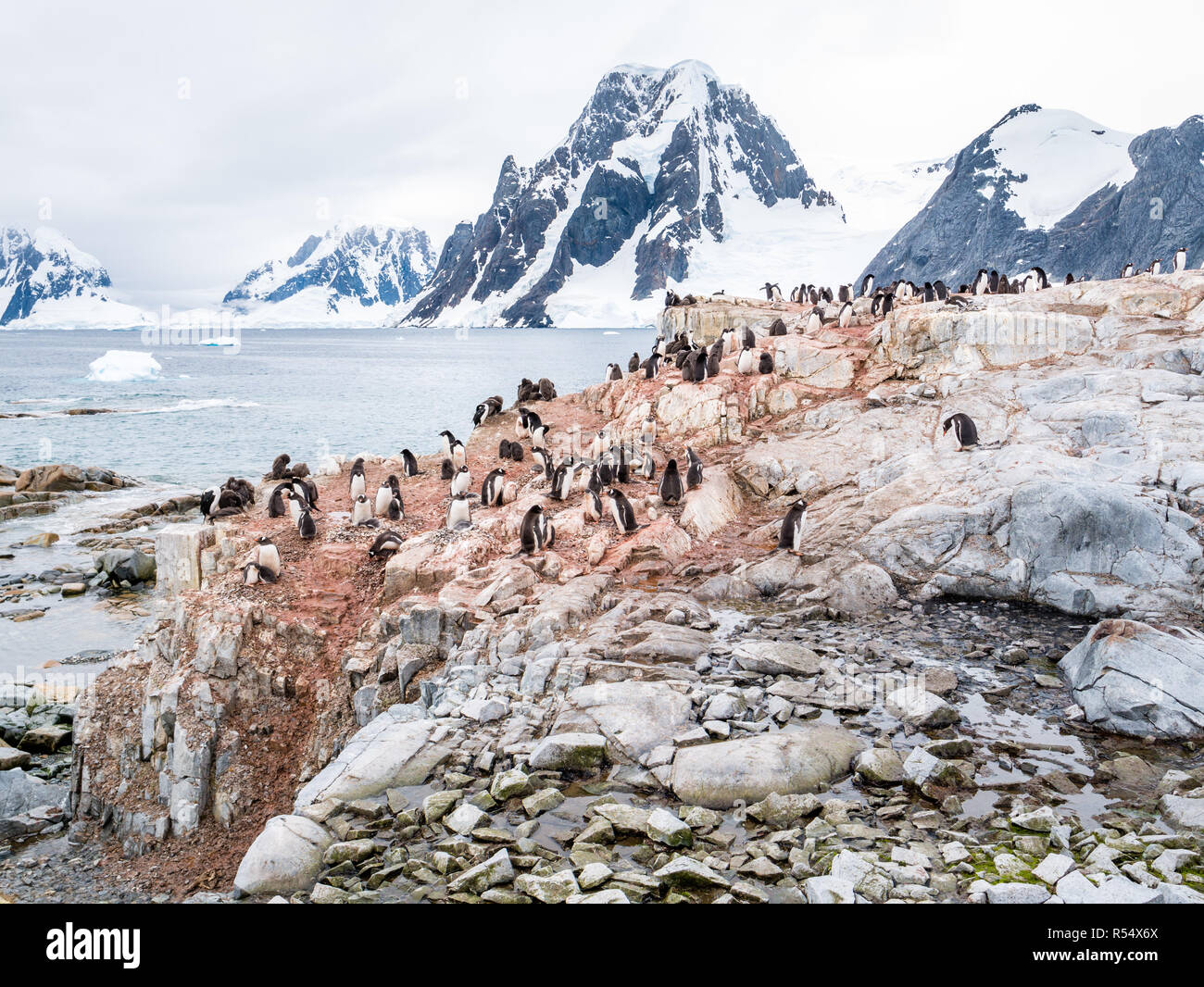 Chicks and adult Adelie penguins, Pygoscelis adeliae, on Petermann Island and Mount Scott on Kiev Peninsula, Antarctic Peninsula, Antarctica Stock Photo