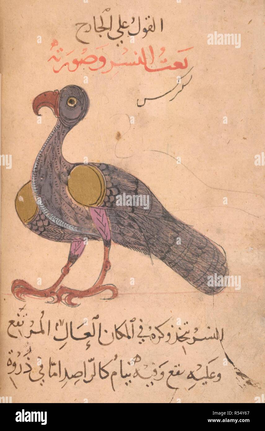 Vulture. Kitab Na't alhayawan (book of the characteristics of animals). Middle East, 13th